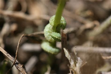 Potential for Alfalfa Weevil Damage in Panhandle | CropWatch | University of Nebraska–Lincoln