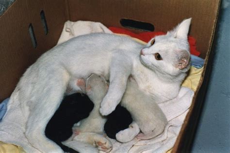 Biliþ:White Cat Nursing Four Kittens.jpg - Wikipǣdia, sēo frēo wīsdōmbōc