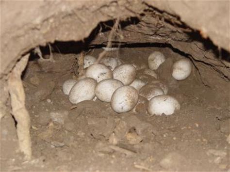 Komodo Dragon Eggs in Nest [IMAGE] | EurekAlert! Science News Releases