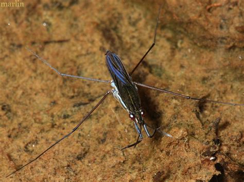 Water Strider - Gerris sp. - North American Insects & Spiders