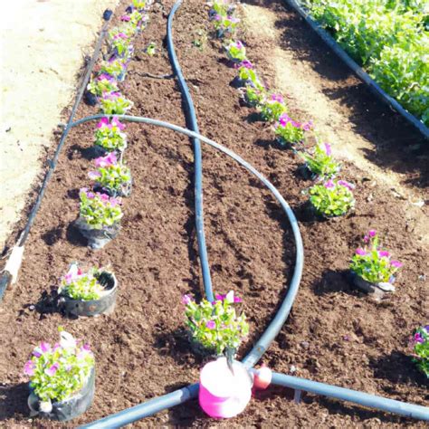 Drip Fertigation in Flower Crops: A Practical Guide for Floriculture Farmers