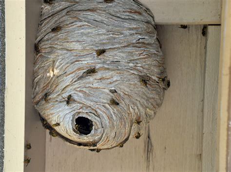 Quick Guide to Common Western Wasps « NORTHWEST WILDLIFE ONLINE