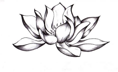 lotus zeichnung bilder, lotus zeichnung bild und foto - Blumen Bilder | Изображение татуировок ...