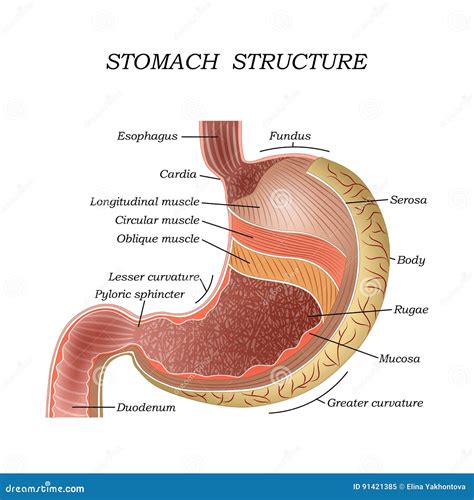 De Structuur Van De Menselijke Maag, Opleidings Medische Anatomische ...