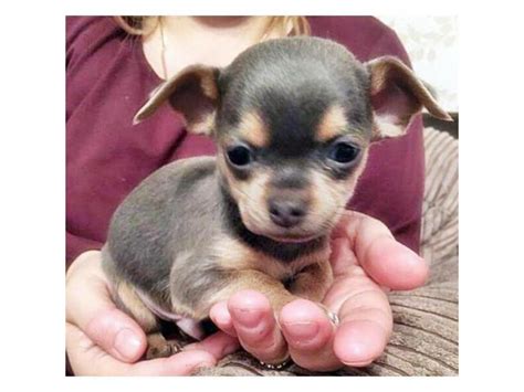 micro teacup chihuahua puppies for sale in california Sacramento ...