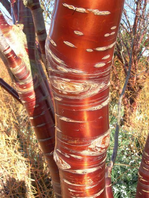 Great tree - Copper red bark of the Tibetan Cherry (Prunus serrula) | Tree, Plants, Copper red