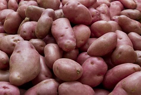 Desiree Potatoes Plant Care & Harvesting Tips | Horticulture.co.uk