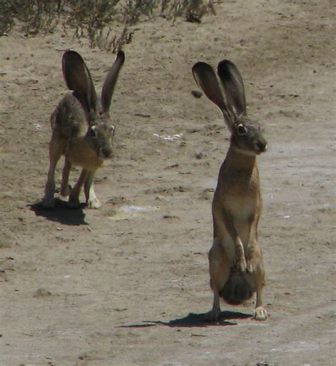 backyard critter watch: Jackrabbits