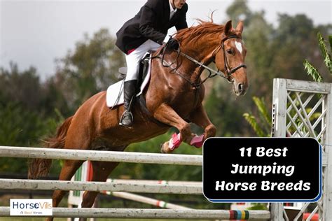 11 Best Jumping Horses for a Great Show (W/ Photos & Videos)