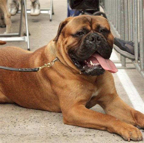 Koby at Royal Melbourne Show