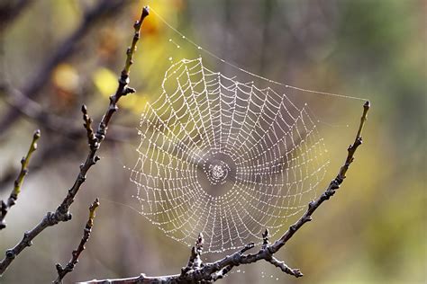 File:Spider web with dew drops03.jpg