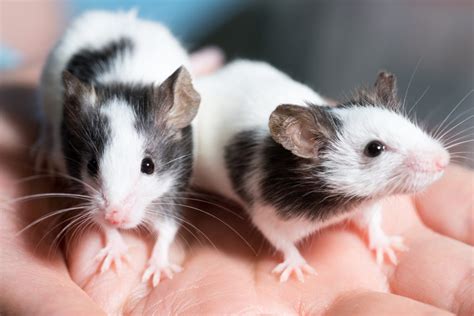 Caring for Pet Rats (A Beginners Guide) – Home & Hatch