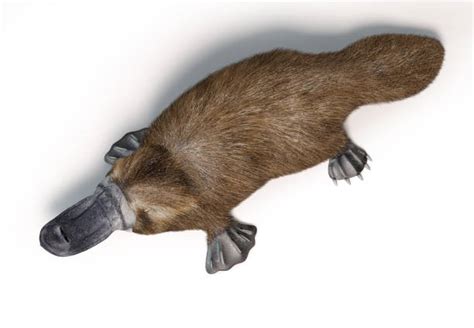 Platypus Swimming Underwater Stock Photos, Pictures & Royalty-Free Images - iStock