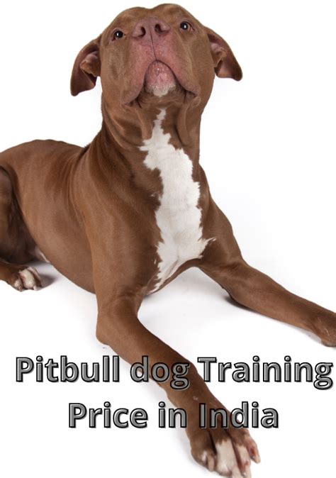 Pitbull Dog Price in India | Feeding, Grooming, Training & Vet Cost