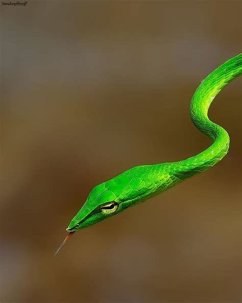 Green Vine Snake Photograph by Sandeep Shroff - Pixels