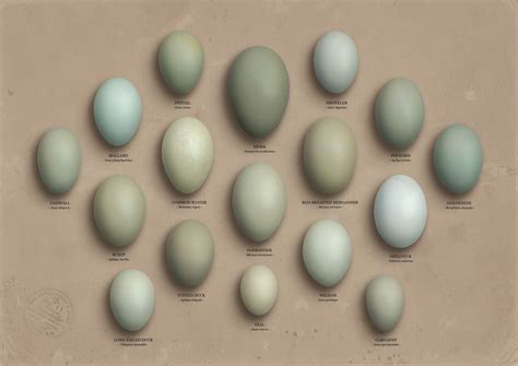 What Breed Of Duck Lays Green Eggs at Debra Wilson blog