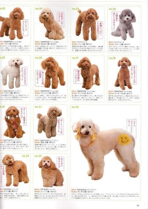 Japanese Grooming | Goldendoodle grooming, Poodle grooming, Dog ...