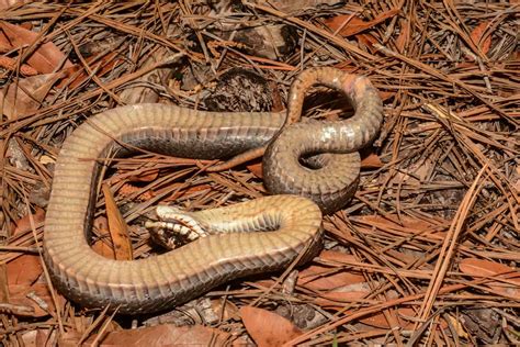 Are There Any Snakes That Play Dead? (Yes!) - Wildlife Informer