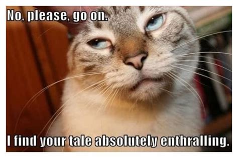 20 Hilarious Animal Memes That Will Make You Lol