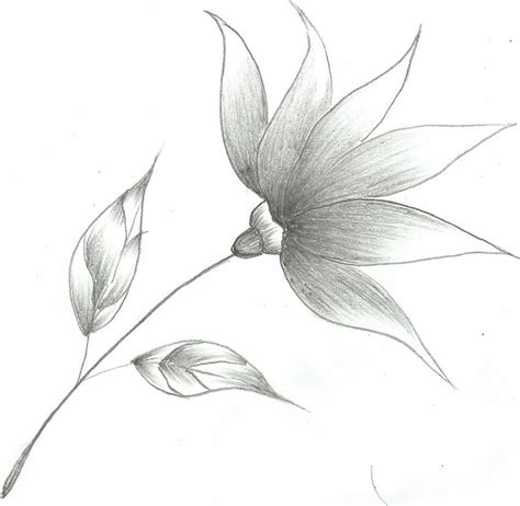 Pencil Sketch Pictures Of Flowers at PaintingValley.com | Explore ...