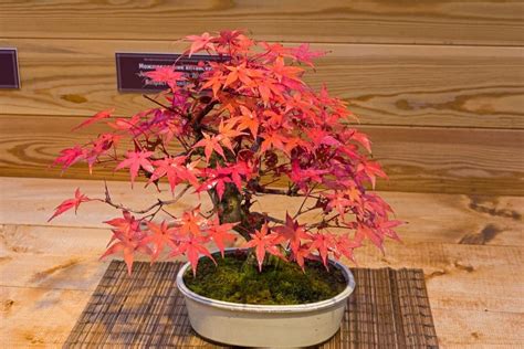 Japanese Maple Bonsai Tree Care - The Bonsai Master