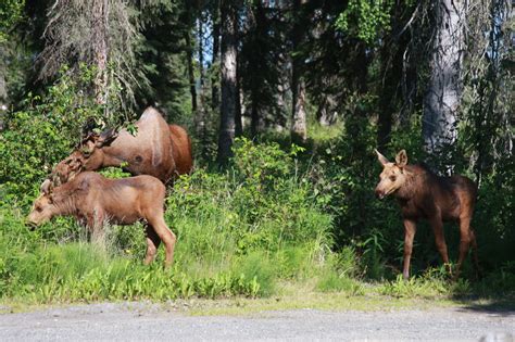 Alaska Wildlife Viewing, Photography Tours