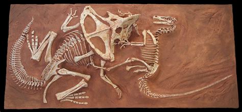 Velociraptor & Protoceratops Fighting Dinosaurs | Gaston Design, Inc.