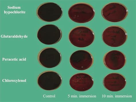 Blood agar plates showing CFU for Pseudomonas aeruginosa after 5 and 10... | Download Scientific ...