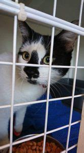 Feral Felines Rescue & Rehabilitation | Feral & Semi Feral Cat Rescue in Lethbridge ...