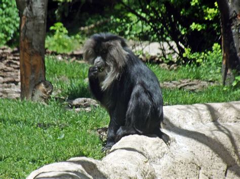 cool monkey at the Detroit Zoo. | Detroit zoo, Animals, Gorilla