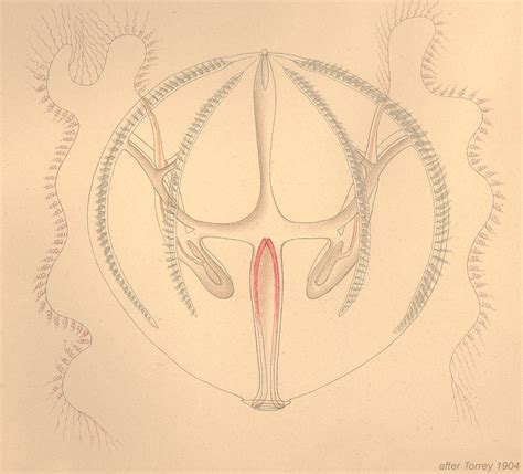 Pleurobrachia bachei | Zooplankton Guide