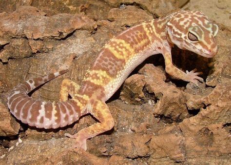 albino gecko morph bell albino gecko morph tremper albino gecko morph