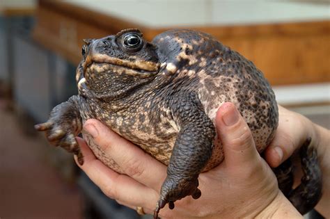 Cane Toad - Honolulu Zoo Society