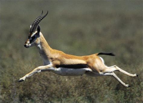 Rusa Thomson Afrika (Gazelle) ~ Juragan Cipir