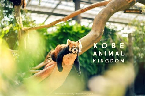 JAPANKURU: Things to do in Kobe 🐹 Top Japanese Zoo That Let's You ...