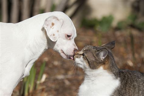 Fond D écran Chien Et Chat - Communauté MCMS