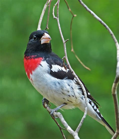 Male Rose-breasted Grosbeak - FeederWatch