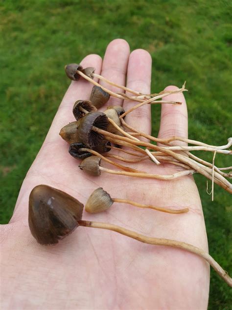 ***The Official UK Liberty Cap Mushroom Season 2023**** (No ID requests) - Mushroom Hunting and ...