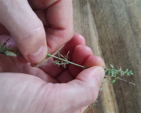 How I Grow Thyme From Cuttings (Thyme Propagation Tips) - Matt Magnusson