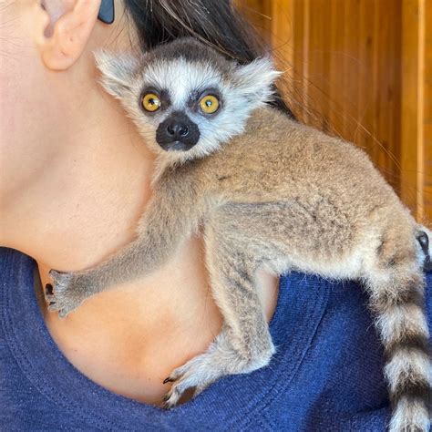 Ring-Tailed Lemurs for sale | Ring-Tailed Lemurs available to buy online