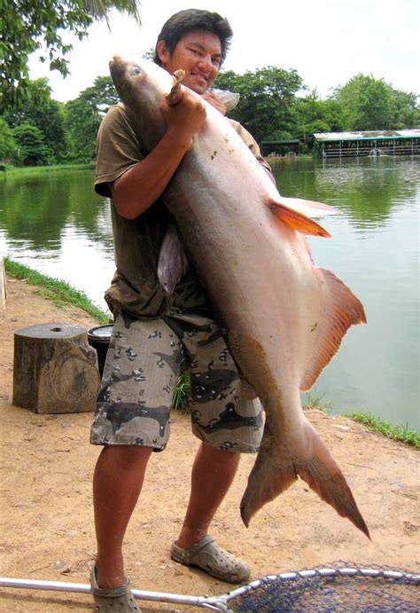 Borsang Fishing Park Giant Catfish | MegaFishingThailand