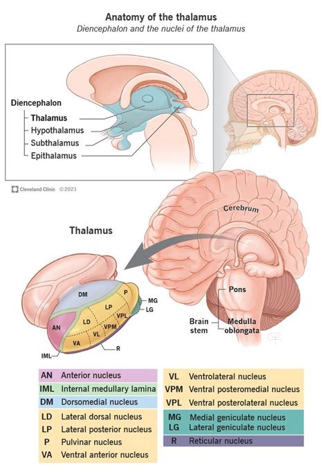 Thalamus: What It Is, Function & Disorders | Brain anatomy and function, Basic anatomy and ...