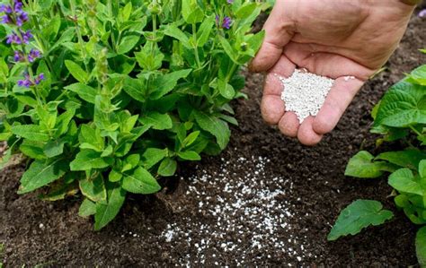 A Complete Guide to Using Fertiliser in the Home Garden | The Seed ...