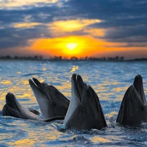 Dolphin sunset!! | Ocean animals, Dolphins, Ocean life