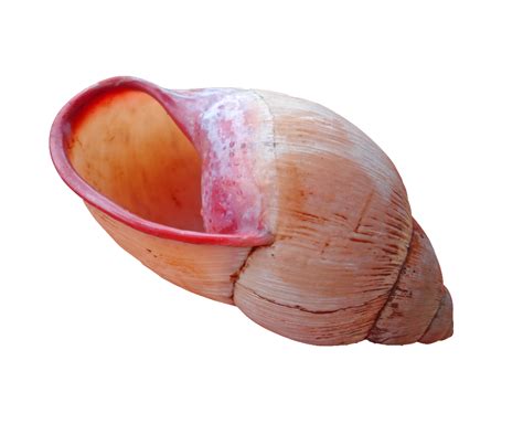 Shell Download PNG - PNG All | PNG All