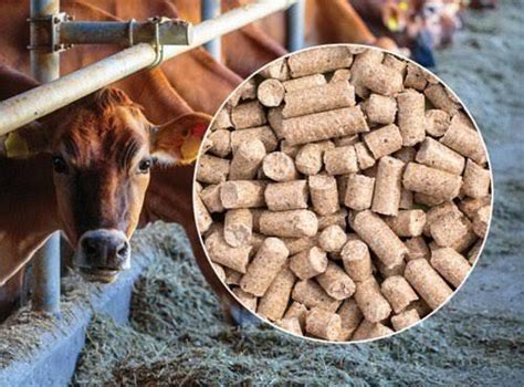 Dairy Cattle Feed Grade: First Class at Best Price in Wankaner | New Company-jaydeep