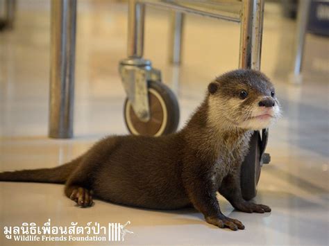 Rescued Baby Otter Loves Drinking from Bottle | PEOPLE.com