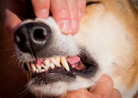 Dog Teeth Chattering: What Does It Mean? – Top Dog Tips