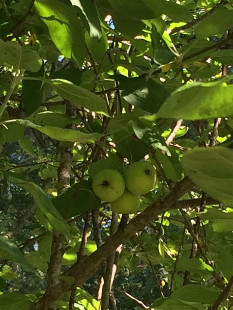 farm apples | Farm life, Farm, Apple