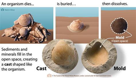 Types of Fossil Preservation – Laboratory Manual for Earth History